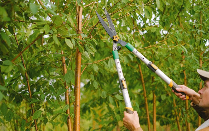 Tree trimming in Belle Plaine, IA